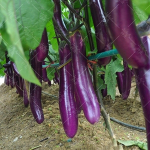 紫红长茄种子田园阳台盆栽四川黑紫线茄子四季种植瓜果墨茄蔬菜籽