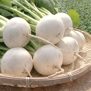 圆白萝卜种子 南京圆白萝卜种子 早熟小萝卜种子四季春秋播蔬菜籽
