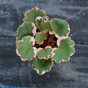 御所车虎耳草多年生植物室内外微型盆栽绿植日本虎耳雪之下红边