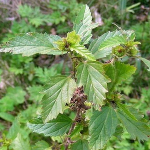 新鲜野生现拔赛葵黄花棉山黄麻大叶黄花猛山桃仔火叶黄花猛 顺丰