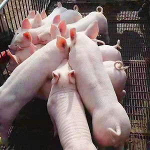 原种大白长白二元约克母猪苏太太湖黑猪美系杜洛克种公猪三元仔猪