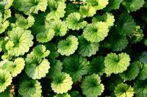 新鲜金钱艾金钱薄荷连钱草大金钱草四方雷公根500克