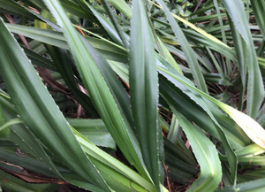 中药材野生露兜树叶新鲜假菠萝叶子罗金堆野菠萝山菠萝叶500克