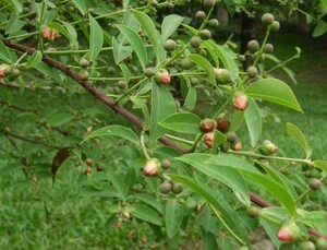 马hongbo淘宝中药材黄牛茶黄牛木叶新货 黄芽木叶晒干一斤 500克0人