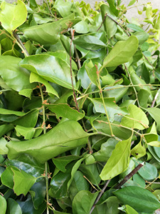 000人付款淘宝桑寄生中药材生松树寄生茶黄皮树寄生茶龙眼树寄杨桃树