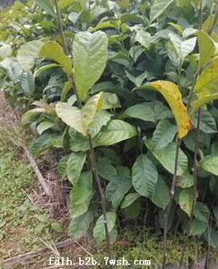 正宗红桂木树苗 大叶胭脂 绿化植物庭院公园别墅小区园林盆栽地栽