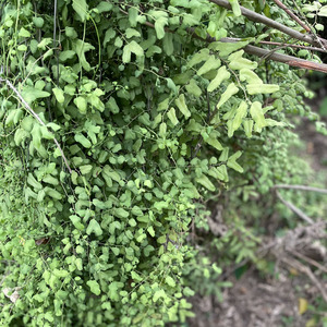 小叶海金沙藤新鲜500克左转藤斑鸠窝中草药排尿路原生青草化石草