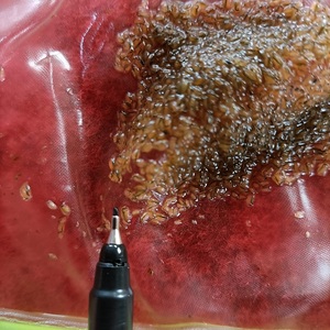 【水蚤养殖】水蚤养殖品牌,价格 - 阿里巴巴