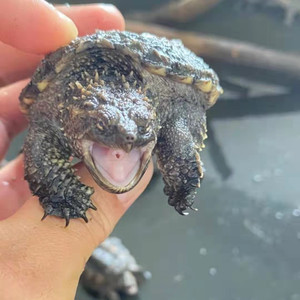 纯佛爆刺佛鳄小鳄龟苗便宜活物大乌龟食用鳄鱼龟幼苗活草龟巴西