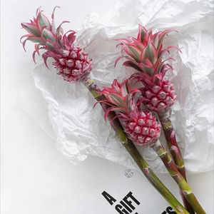 荷兰进口小菠萝粉色凤梨花观赏鲜切绿植鲜花客厅装饰稀有小众花材