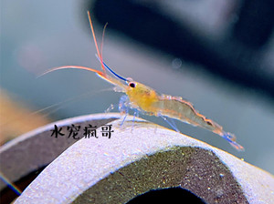 苏拉威西虾