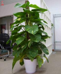 店开业乔迁大绿萝盆栽室内大型植物办公室冬珊七色花卉专卖店986