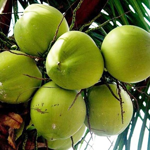 海南椰子新鲜现摘三亚