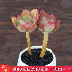 初吻 多肉植物 吸甲醛防辐射 实物拍摄所见所得 云南精品满28包邮