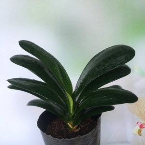 圆头和尚君子兰花植物精品室内桌面绿植带盆栽好净化空气防辐射