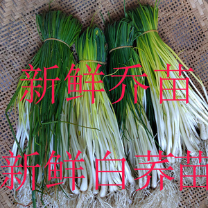 农家自种荞头苗现挖带叶根须茭头藠头薤白酸甜芥头新鲜蔬菜荞籽白