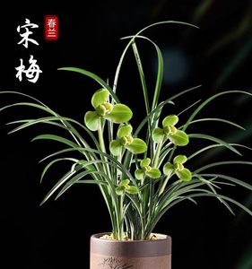 【宋春兰花】宋春兰花品牌,价格 - 阿里巴巴