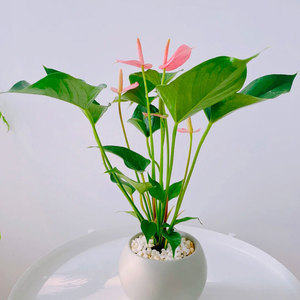 【带花】粉掌白掌盆栽办公室客厅水培好养四季开花吸甲醛绿植花卉