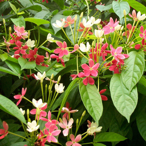 使君子爬藤植物室内外藤类攀爬绿植重瓣花卉阳台围墙花水君子花苗