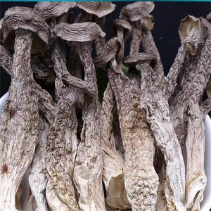 鹿茸菇新货干货特一级鹿松茸剪脚无碎野生菌脆脆菇煲汤食材鹿角菜