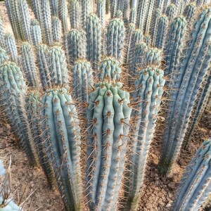 佛塔柱仙人柱沙生植物仙人掌大型绿植庭院造景观盆栽蓝色实生园艺