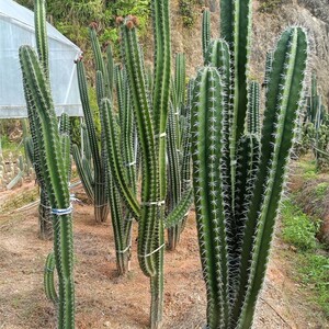 朝雾阁仙人柱仙人掌大型绿植量天尺仙人球盆栽庭院造景非仿真植物