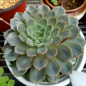 巨型多肉植物 玫瑰夫人16cm大单头老桩 一物一拍 趣味盆栽绿植