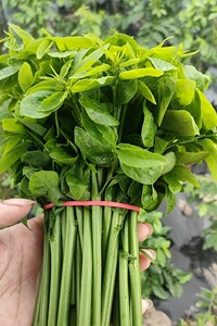 特色新鲜蔬菜绿色食品 树仔菜海南五指山野菜 天绿香潮汕菜凉拌菜