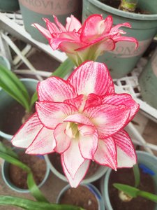 品种控重瓣朱顶红合集 澳朱 安瑞雅 桑河 曦荷 阿弗雷 台朱侧小苗