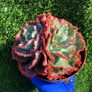 舞会红裙女王花笠高砂之翁老桩多头精品多肉植物室内绿植花卉盆栽