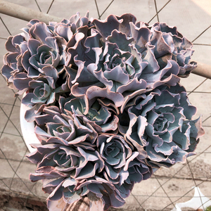 天鹅湖多肉老桩