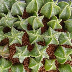 星兜仙人球红兜锦fpe超兜星兜实生精品仙人球室内盆栽多肉开花防