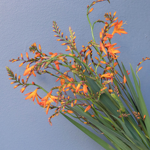 火焰兰鲜花云南直发直批昆明基地斗南花市卉花束新鲜水养金黄色