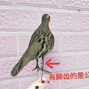 假媒竹鸡新款竹鸡模型户外用品摆件教学用品竹鸡标本摆件0人付款123