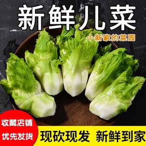 新鲜四川儿菜拳头菜南充全儿子菜抱子芥1/3/5/10斤当季蔬菜娃娃菜