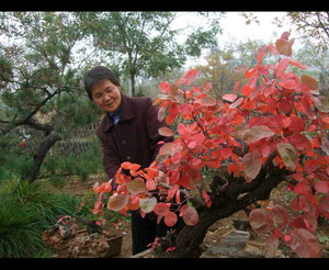 精品红栌黄栌盆景老桩古冬季耐寒热卖北京香山红叶树桩悬崖临水式