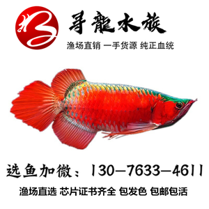 【红龙鱼血麒麟】红龙鱼血麒麟品牌,价格 - 阿里巴巴