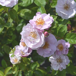 蕾丝饰边 玫瑰长袍娃娃 清流 萨菲天使 砂糖 河本系列月季