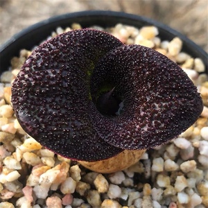 紫镜镜属风信子科多肉块根多年生鳞茎植物艳镜Massonia pustulata