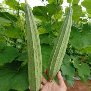 【广东丝瓜苗】广东丝瓜苗品牌,价格 - 阿里巴巴