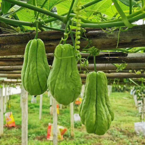 佛手瓜种子种籽扶手瓜四季苗秧龙须菜孑子新鲜种植秧苗瓜苗 种瓜