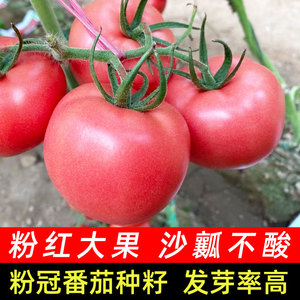 老品种沙瓤大西红柿苗秧苗四季种子菜苗普罗旺斯番茄种孑种籽大全