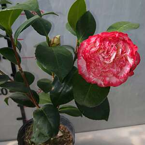 宽彩带茶花 白衣大凤冠女皇2号龙岩茶花牡丹型茶花保证正品