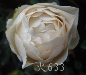 伊芙皇家婚礼(卡勒姆)  浓香大花月季   扦插小壮苗