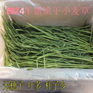 24年烘干小麦草嫩苗干草兔草粮兔兔龙猫荷兰猪毛重1000克包邮