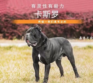 纯种卡斯罗幼犬意大利一级护卫犬活体幼崽家养狗巨型犬家庭伴侣犬