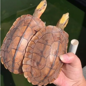 纯种越南石金钱龟正宗南石龟活体宠物观赏小乌龟招财风水龟送龟粮