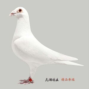 白信鸽纯白鸽子活体鸽子种鸽青年鸽幼鸽赛鸽村松白锡坤白