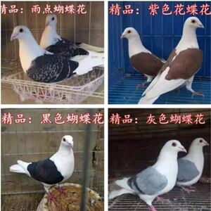 正宗蝴蝶花蝴蝶背鸽子高飞种鸽信鸽观赏鸽包邮包活到家 活体一对