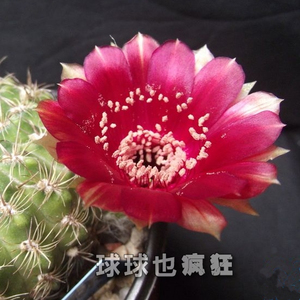 脂粉丸 实生仙人球 丽花球属 爱开花 花比球大的品种 满包邮